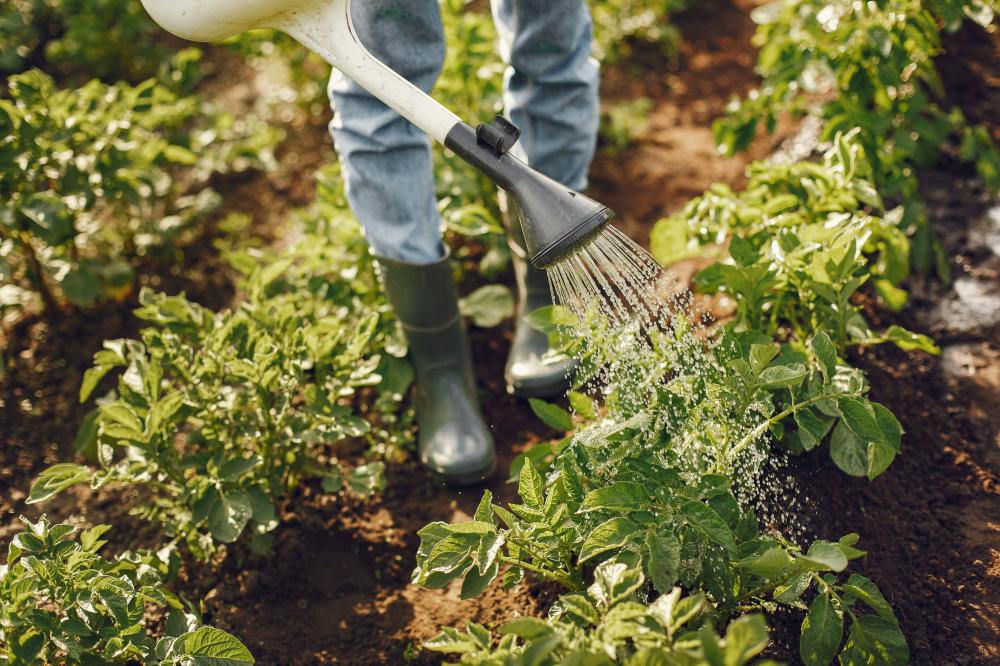 Garden Arrangements